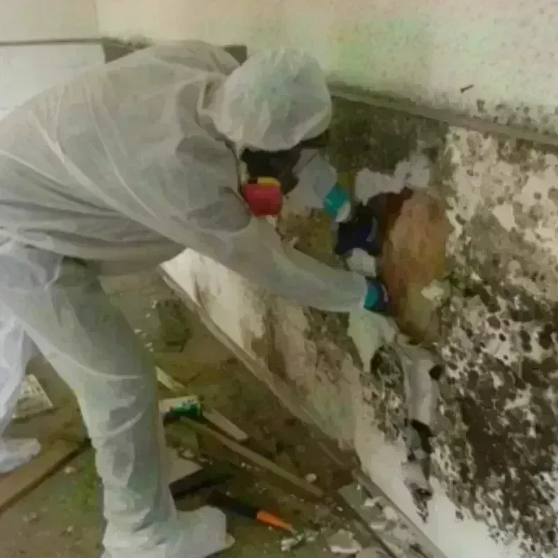 Mold Remediation and Removal in Jena, LA